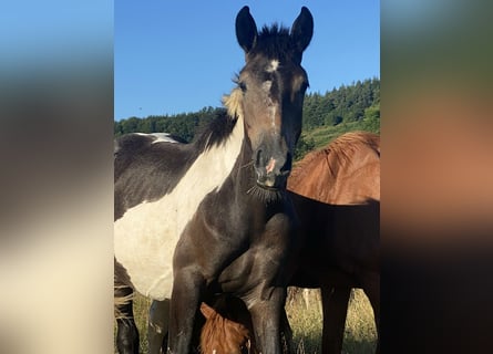 Karachai-paard Mix, Merrie, 2 Jaar, 140 cm, Gevlekt-paard