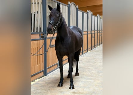 Karachai-paard, Merrie, 6 Jaar, 142 cm, Donkerbruin