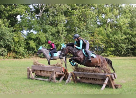 Karachai-paard, Merrie, 6 Jaar, Zwartbruin