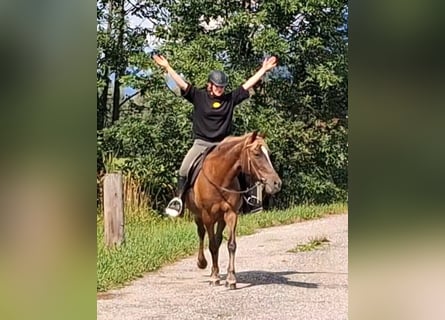 Karachai-paard, Merrie, 9 Jaar, 147 cm, Bruin