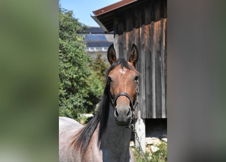 Karachai Mix, Stute, 3 Jahre, 152 cm, Roan-Red