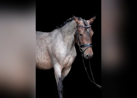 Karachai, Stute, 4 Jahre, 145 cm, Roan-Bay