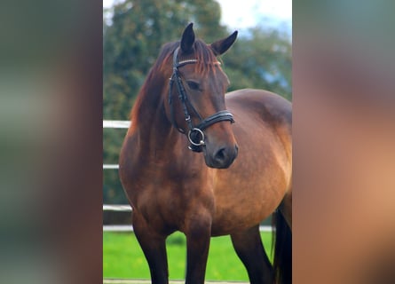 Karachai, Stute, 8 Jahre, 146 cm, Buckskin