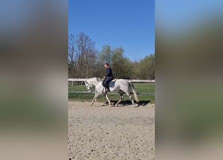 Karachai, Wałach, 9 lat, 147 cm, Siwa