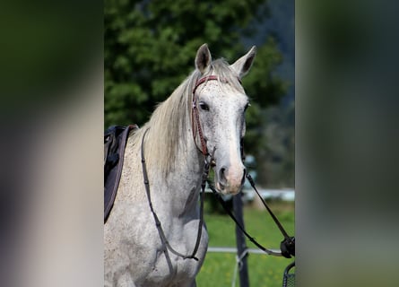 Karatchaï, Hongre, 6 Ans, 154 cm, Gris