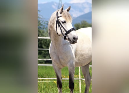 Karatchaï, Jument, 7 Ans, 145 cm, Gris