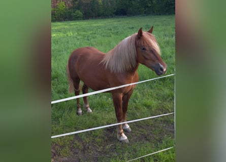 Kasztanowaty koń szwarcwaldzki, Klacz, 4 lat, 148 cm, Ciemnokasztanowata