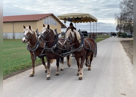 Kasztanowaty koń szwarcwaldzki, Klacz, 4 lat, 153 cm, Ciemnokasztanowata