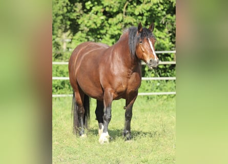 Kasztanowaty koń szwarcwaldzki, Klacz, 9 lat, 154 cm, Gniada
