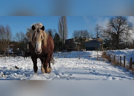 Kasztanowaty koń szwarcwaldzki, Ogier, 9 lat, 148 cm, Ciemnokasztanowata