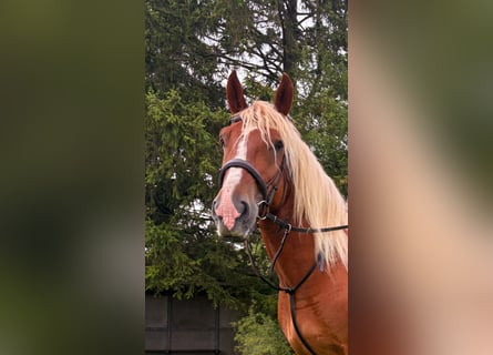 Kasztanowaty koń szwarcwaldzki, Wałach, 6 lat, 160 cm, Kasztanowata