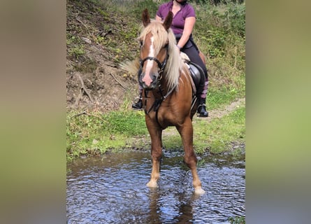 Kasztanowaty koń szwarcwaldzki, Wałach, 6 lat, 160 cm, Kasztanowata