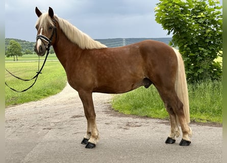Kasztanowaty koń szwarcwaldzki, Wałach, 3 lat, 157 cm, Kasztanowata