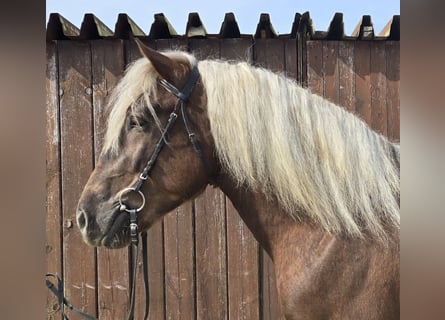 Kasztanowaty koń szwarcwaldzki, Wałach, 5 lat, 157 cm, Ciemnogniada