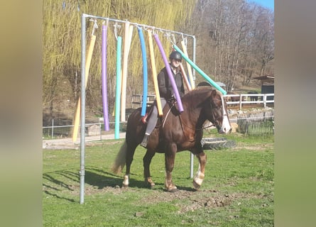 Kasztanowaty koń szwarcwaldzki, Wałach, 6 lat, 152 cm, Ciemnokasztanowata