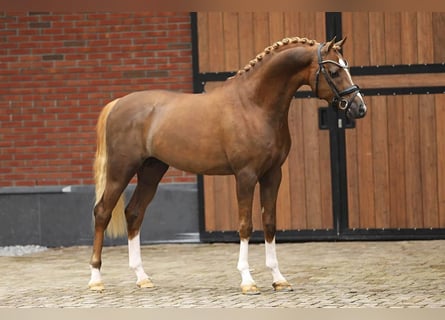Welsh PB (Partbred), Stallion, 4 years, 14,1 hh, Chestnut-Red