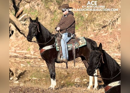 Kentucky Mountain Saddle Horse, Caballo castrado, 10 años, 152 cm, Negro