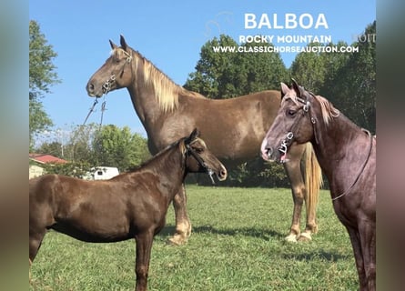 Kentucky Mountain Saddle Horse, Caballo castrado, 11 años, 152 cm, Castaño