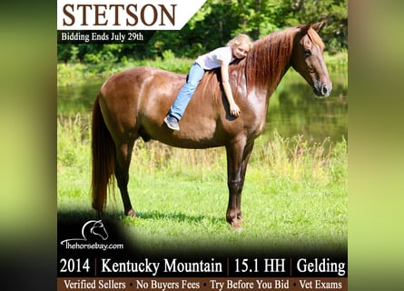 Kentucky Mountain Saddle Horse, Caballo castrado, 12 años, 155 cm, Castaño