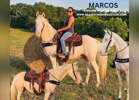 Kentucky Mountain Saddle Horse, Caballo castrado, 13 años, 142 cm, Cremello