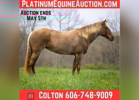 Kentucky Mountain Saddle Horse, Caballo castrado, 14 años, 160 cm, Castaño