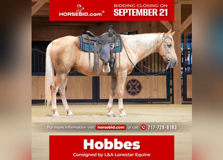 Kentucky Mountain Saddle Horse, Caballo castrado, 14 años, Palomino