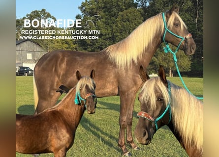 Kentucky Mountain Saddle Horse, Caballo castrado, 2 años, 152 cm, Castaño