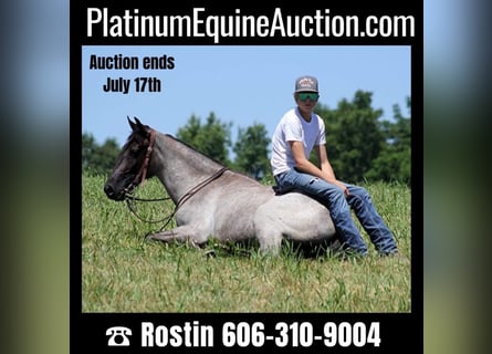 Kentucky Mountain Saddle Horse, Caballo castrado, 5 años, 147 cm, Ruano azulado