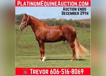 Kentucky Mountain Saddle Horse, Caballo castrado, 5 años, 150 cm, Alazán-tostado