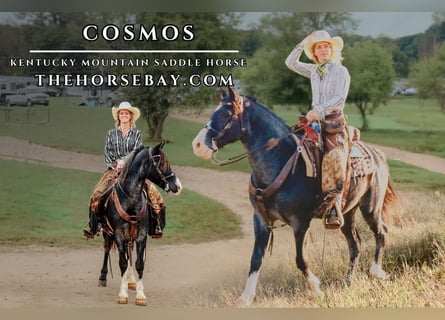 Kentucky Mountain Saddle Horse, Caballo castrado, 6 años, 150 cm, Ruano azulado