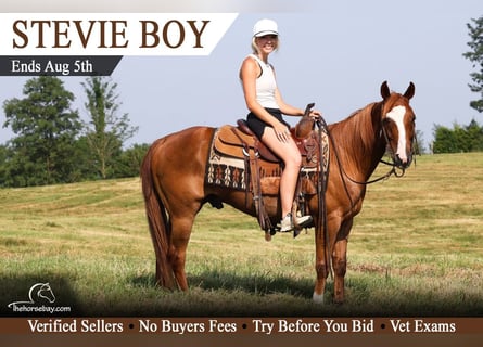 Kentucky Mountain Saddle Horse, Caballo castrado, 7 años, 147 cm, Alazán rojizo