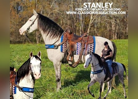 Kentucky Mountain Saddle Horse, Caballo castrado, 7 años, 152 cm, Tordo