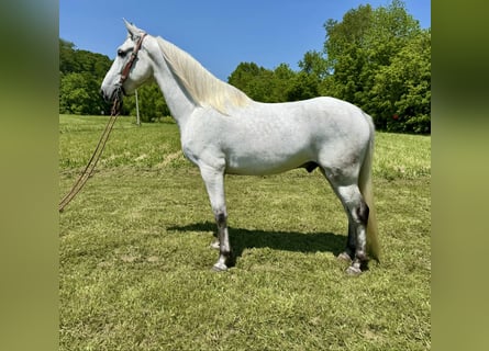 Kentucky Mountain Saddle Horse, Caballo castrado, 7 años, 157 cm, Tordo