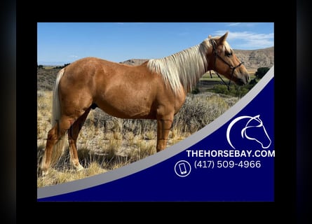 Kentucky Mountain Saddle Horse, Caballo castrado, 8 años, 147 cm, Palomino