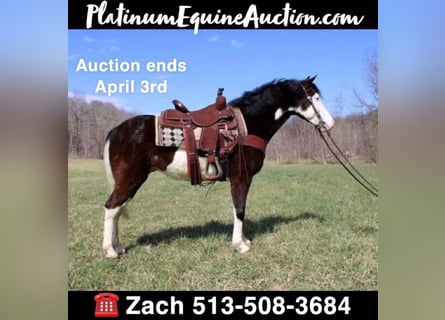 Kentucky Mountain Saddle Horse, Caballo castrado, 8 años, 147 cm, Tobiano-todas las-capas