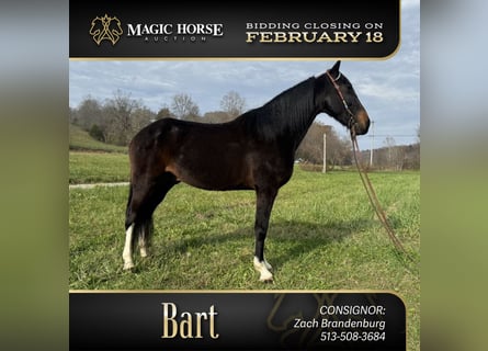 Kentucky Mountain Saddle Horse, Caballo castrado, 8 años, 152 cm, Castaño rojizo