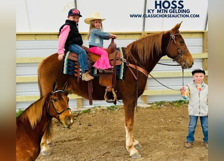 Kentucky Mountain Saddle Horse, Castrone, 11 Anni, 152 cm, Sauro ciliegia