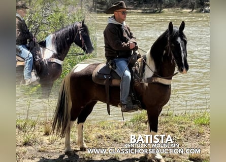 Kentucky Mountain Saddle Horse, Castrone, 11 Anni, 152 cm, Tobiano-tutti i colori