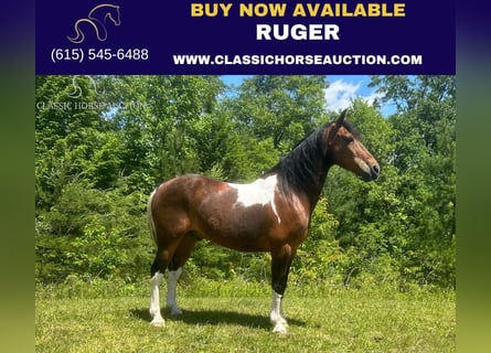 Kentucky Mountain Saddle Horse, Castrone, 12 Anni, 152 cm, Baio ciliegia