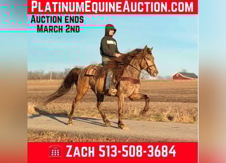 Kentucky Mountain Saddle Horse, Castrone, 12 Anni, 152 cm, Champagne