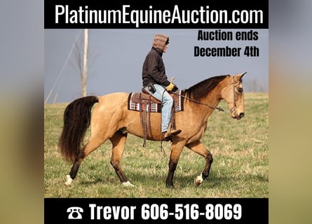 Kentucky Mountain Saddle Horse, Castrone, 14 Anni, 163 cm, Pelle di daino
