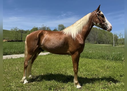 Kentucky Mountain Saddle Horse, Castrone, 5 Anni, 155 cm, Sauro ciliegia
