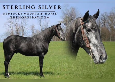 Kentucky Mountain Saddle Horse, Castrone, 5 Anni, Grigio