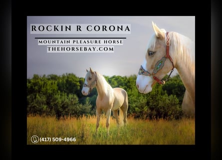 Kentucky Mountain Saddle Horse, Castrone, 6 Anni, 155 cm, Palomino