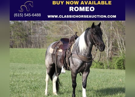 Kentucky Mountain Saddle Horse, Castrone, 7 Anni, 142 cm, Roano blu