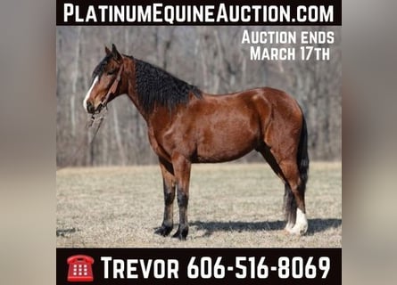 Kentucky Mountain Saddle Horse, Castrone, 7 Anni, 147 cm, Baio ciliegia