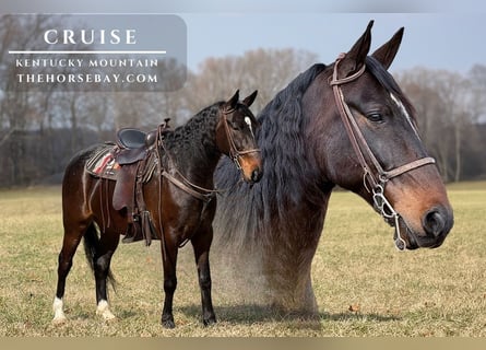 Kentucky Mountain Saddle Horse, Castrone, 7 Anni, 155 cm, Baio ciliegia