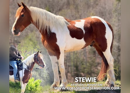 Kentucky Mountain Saddle Horse, Castrone, 8 Anni, 142 cm, Tobiano-tutti i colori