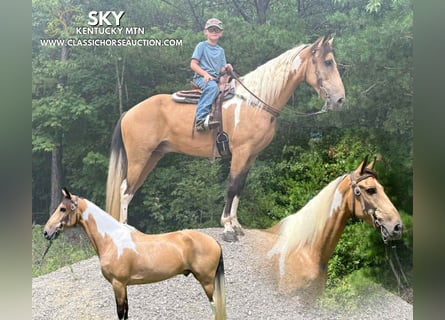 Kentucky Mountain Saddle Horse, Castrone, 9 Anni, 142 cm, Pelle di daino