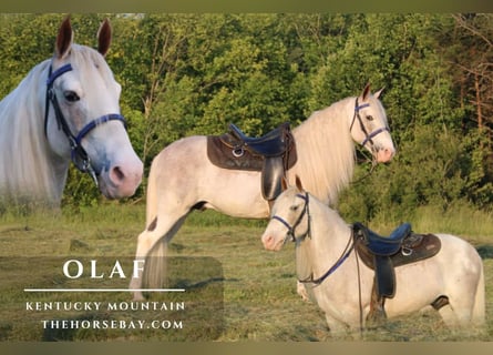 Kentucky Mountain Saddle Horse, Castrone, 9 Anni, 147 cm, Roano rosso